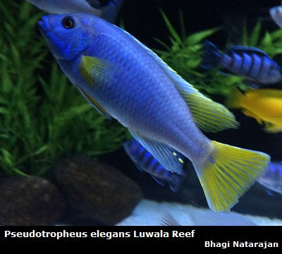 Pseudotropheus sp. "Acei" Luwala Reef "Yellow Tail Acei"