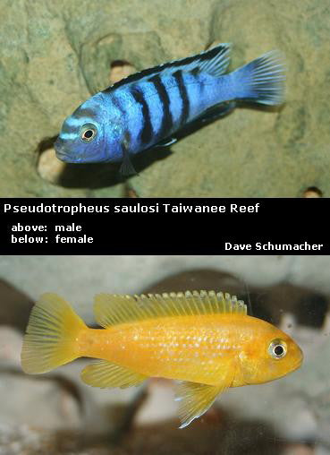 Chindongo saulosi Taiwanee Reef