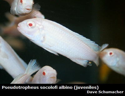 Chindongo socolofi albino "Snow White"