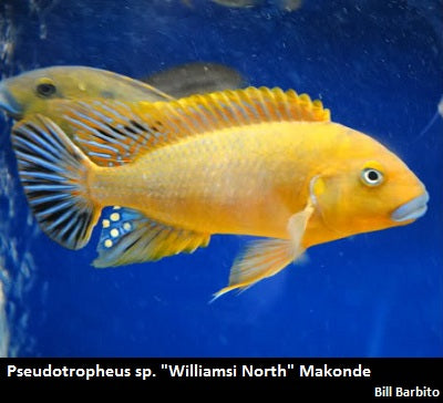 Pseudotropheus sp. "Williamsi North" Makonde