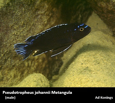 Pseudotropheus johannii Metangula – Dave's Rare Aquarium Fish