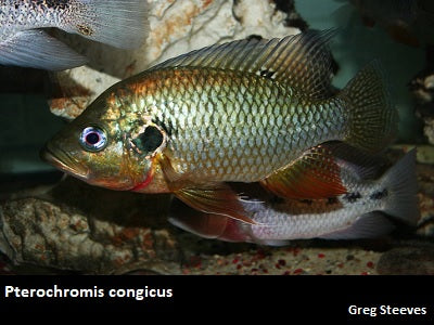 Pterochromis congicus