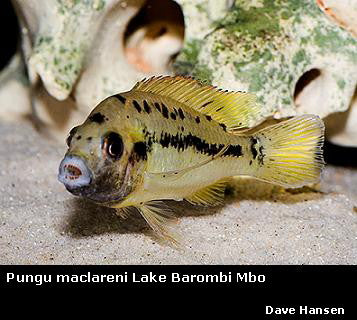 Pungu maclareni Lake Barombi Mbo