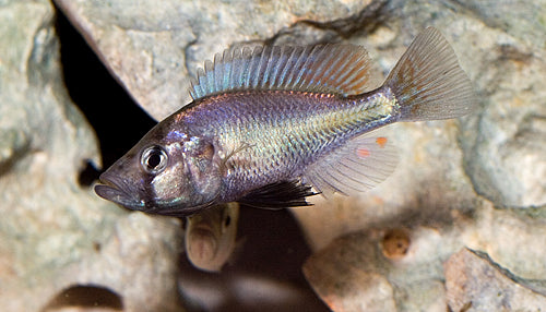 Pyxichromis orthostoma Lake Nawampasa