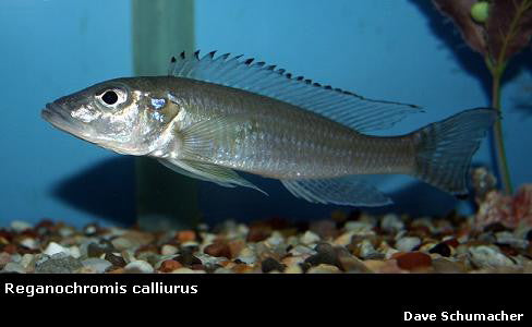 Reganochromis calliurus