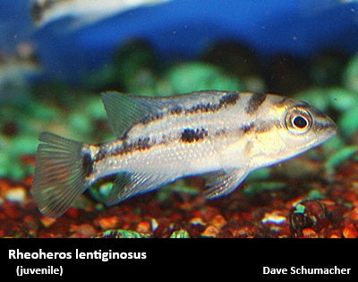 Rheoheros lentiginosus