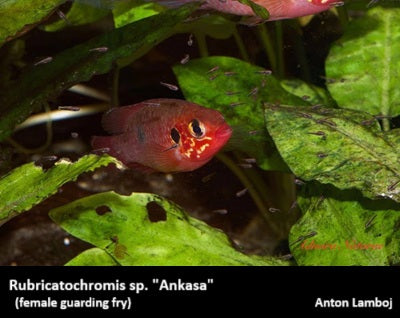 Rubricatochromis sp. "Ankasa" (formerly Hemichromis)
