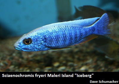 Sciaenochromis fryeri Maleri Island "Iceberg"