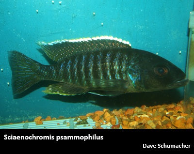 Sciaenochromis psammophilus