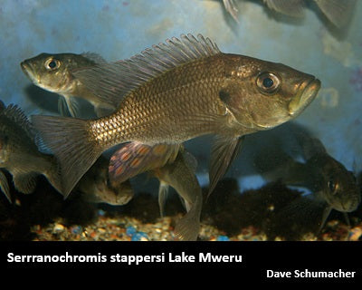 Serranochromis stappersi Lake Mweru