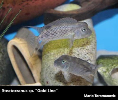Steatocranus sp. "Gold Line" F1