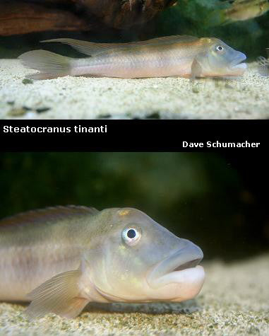 Steatocranus tinanti "Slim Buffalohead"