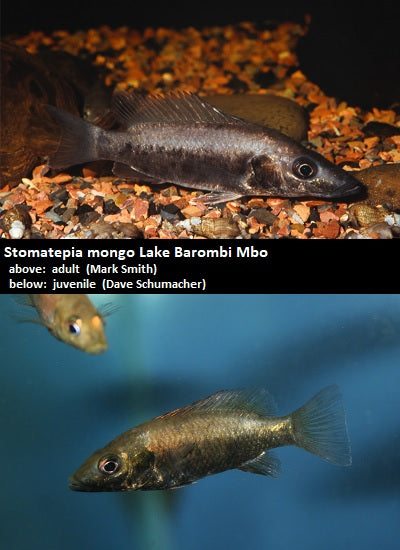 Stomatepia mongo Lake Barombi Mbo