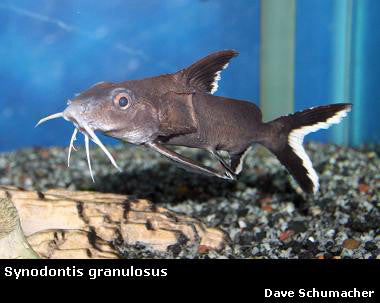 Synodontis granulosus Lake Tanganyika