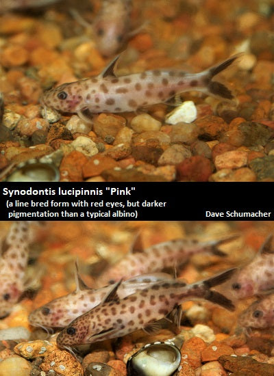 Synodontis lucipinnis "Dwarf Petricola" "pink form"