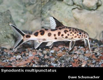 Synodontis Multipunctatus – Dave's Rare Aquarium Fish