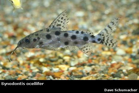 Synodontis ocellifer