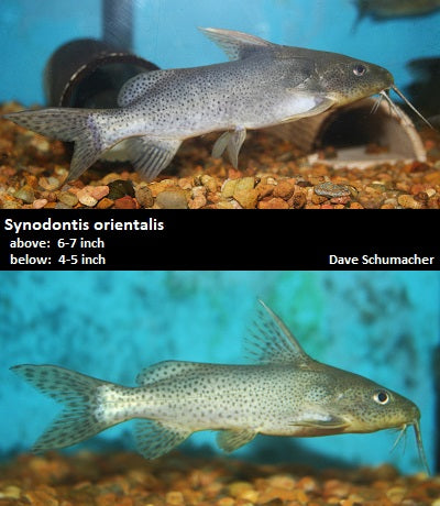 Synodontis orientalis