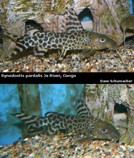 Synodontis Pardalis Dja River – Dave's Rare Aquarium Fish