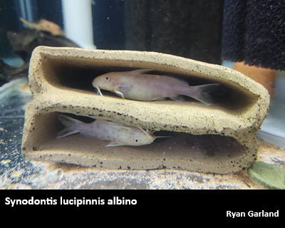 Synodontis lucipinnis "Dwarf Petricola" albino