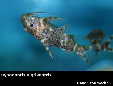 Synodontis nigriventris "Upside Down Syno"