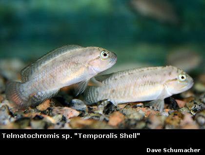 Telmatochromis temporalis "Temporalis Shell"