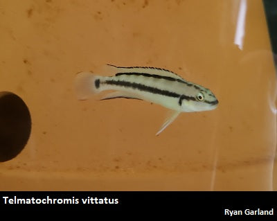 Telmatochromis vittatus