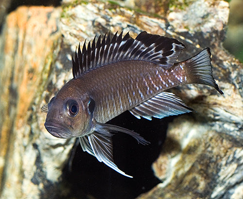 Triglachromis otostigma