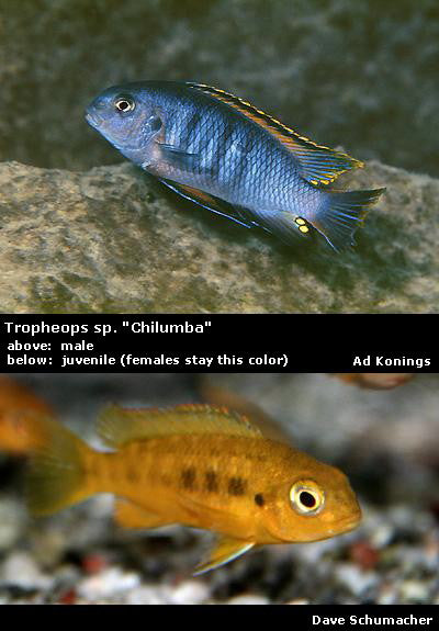 Tropheops sp. "Chilumba"