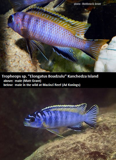 Tropheops kumwera Kanchedza Island "Elongatus Boadzulu"