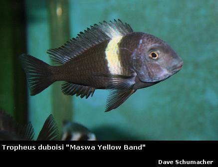 Tropheus duboisi Maswa "Yellow Band"