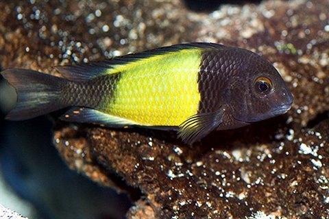 Tropheus sp. "Black" Ikola "Kaiser I"