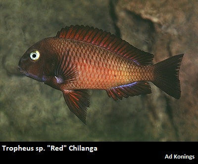 Tropheus sp. "Red" Chilanga