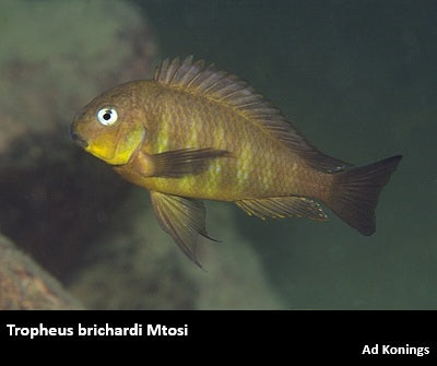 Tropheus brichardi Mtosi "Namansi Fiery Fry"