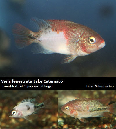 Vieja fenestrata Lake Catemaco ''Marbled''