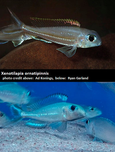 Xenotilapia ornatipinnis