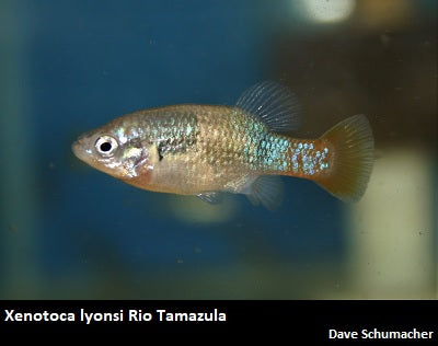Xenotoca lyonsi Rio Tamazula