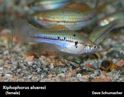 Xiphophorus alvarezi "Chiapas Swordtail"