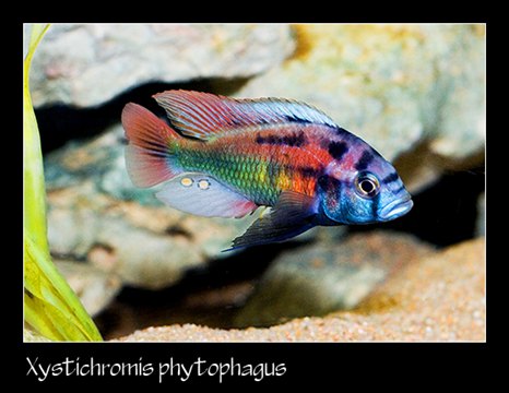 Xystichromis phytophagus "Christmas Fulu"