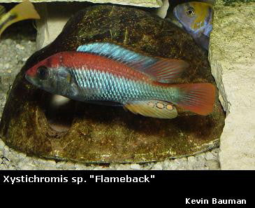 Xystichromis sp. "Flameback"