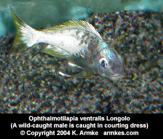 Ophthalmotilapia ventralis Longola "Sunflower"