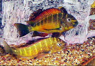 Tropheus sp. "Red" Cape Kachese "Golden Kazumba"