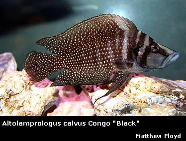 Altolamprologus calvus Congo ''Black''