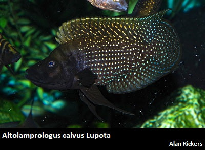 Altolamprologus calvus Lupota ''Black''
