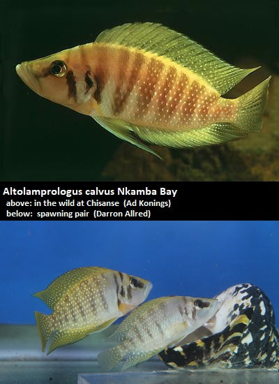 Altolamprologus calvus Chisanse ''Yellow''