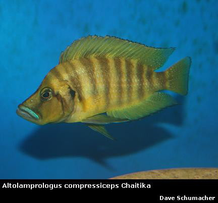 Altolamprologus compressiceps Chaitika ''Orange''