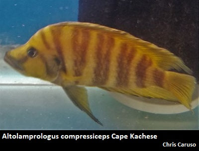 Altolamprologus compressiceps Kachese ''Orange''