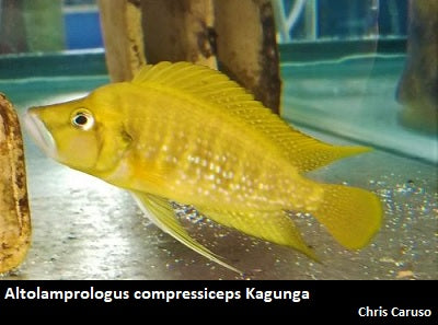Altolamprologus compressiceps Kagunga ''Red Fin''