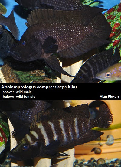 Altolamprologus compressiceps Kiku ''Black''