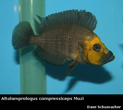 Altolamprologus compressiceps Muzi ''Gold Head''